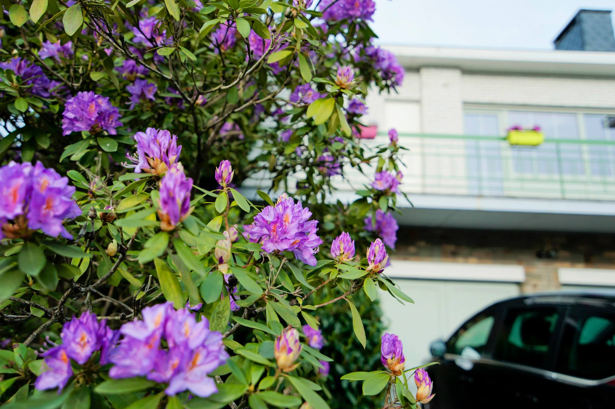 rhododendron