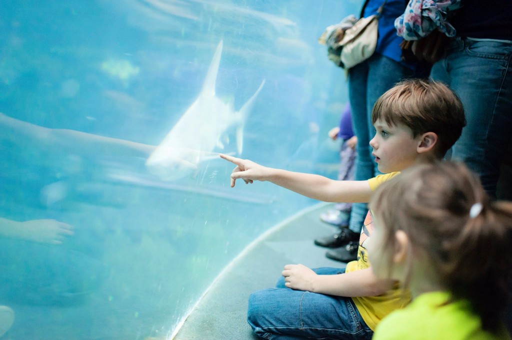 Visite du Nausicaa de Boulogne sur Mer - Les Mondes de Cyborg Jeff, 2015