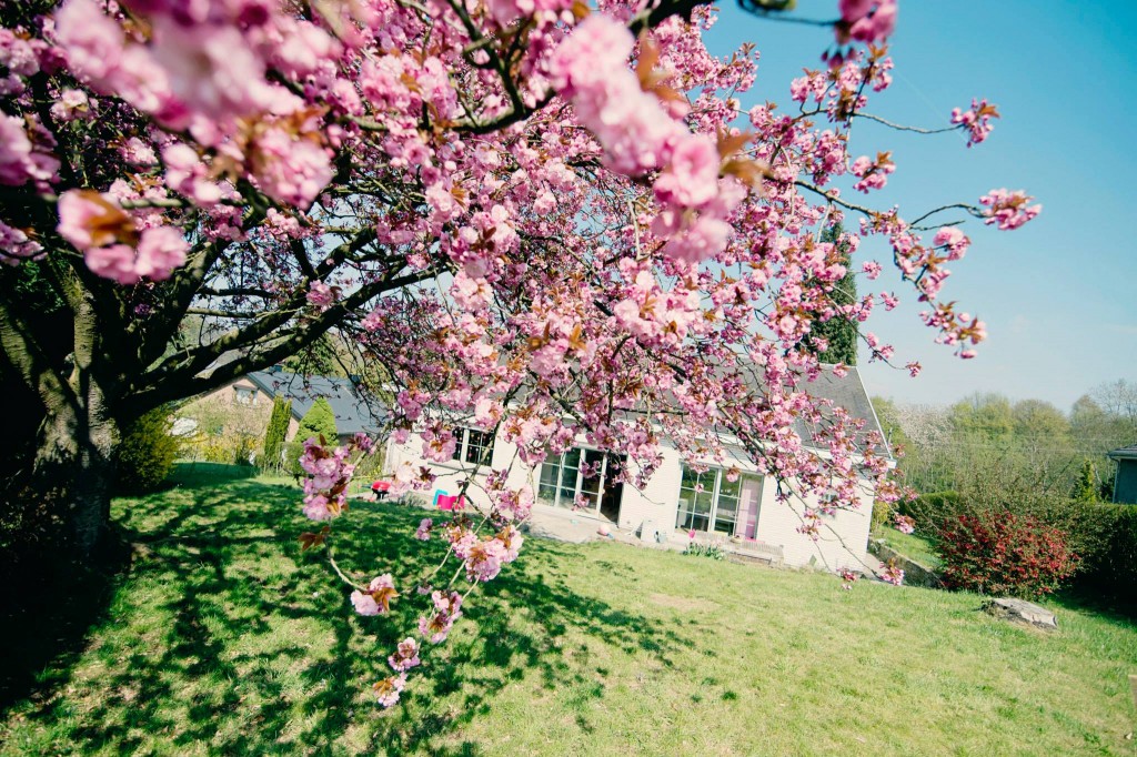 Notre jardin en rose - Cerisier du japon - 2015