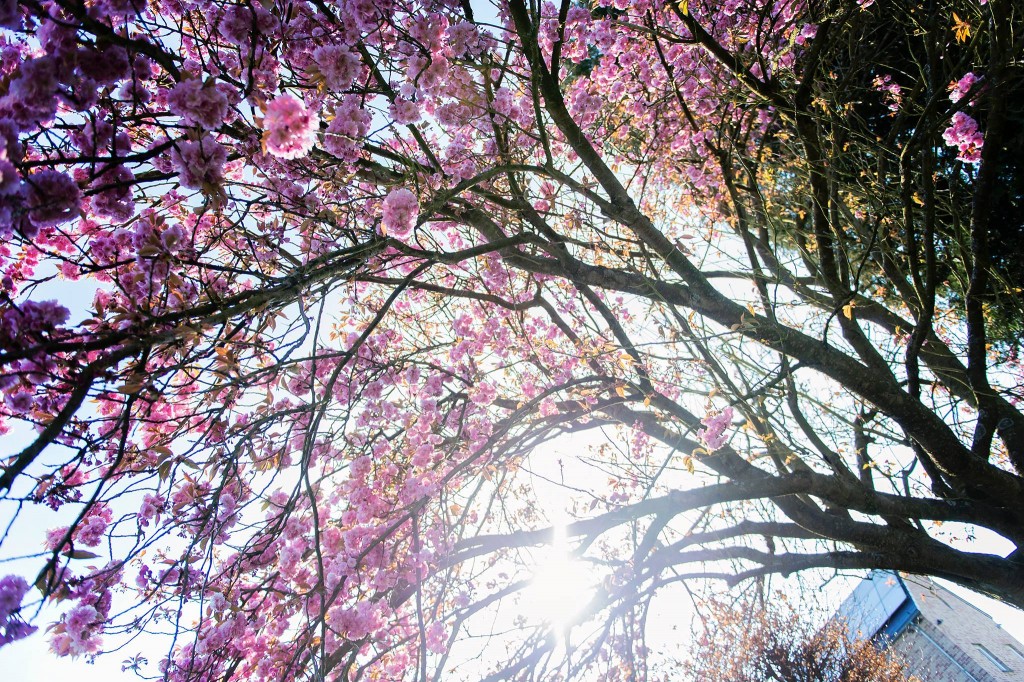 Notre jardin en rose - Cerisier du japon - 2016