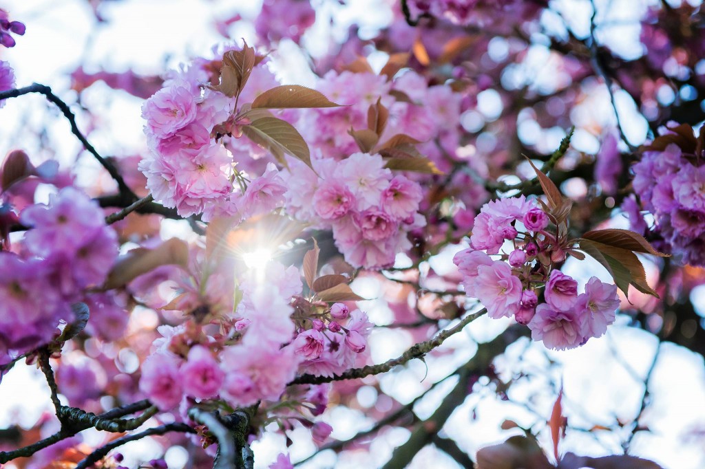 Notre jardin en rose - Cerisier du japon - 2016
