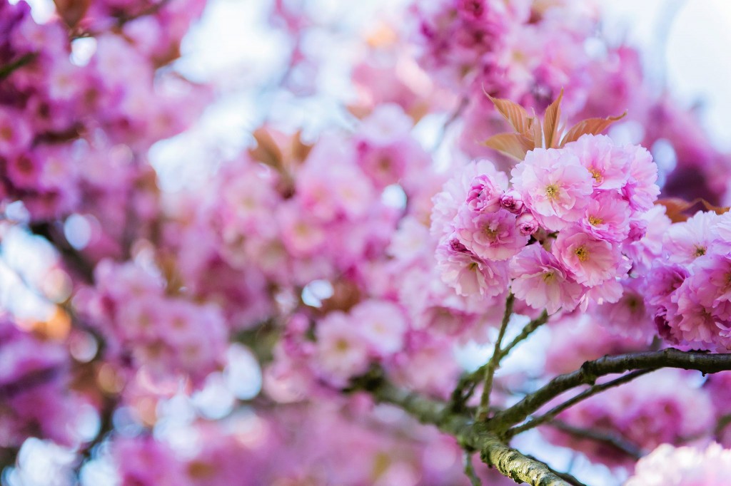 Notre jardin en rose - Cerisier du japon - 2016