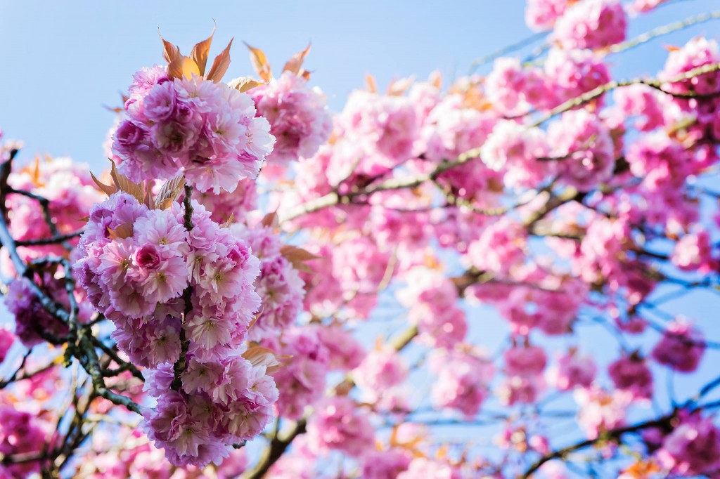 Notre jardin en rose - Cerisier du japon - 2016