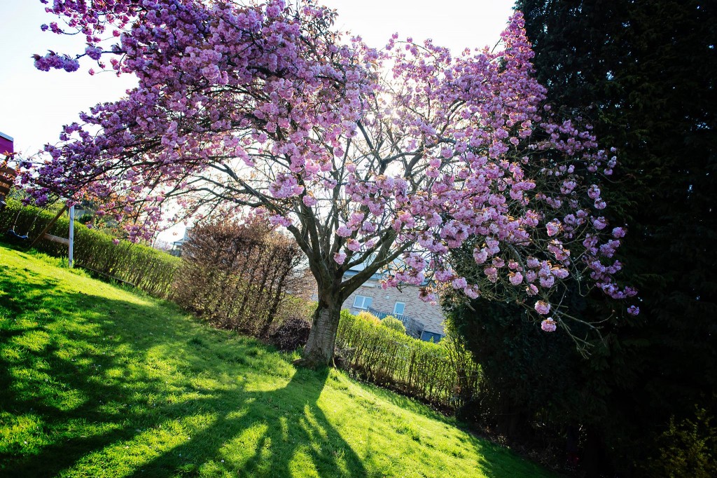Notre jardin en rose - Cerisier du japon - 2016