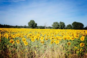 vacances 2016 - dans les champs de tournesol