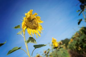 vacances 2016 - dans les champs de tournesol