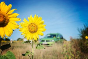 vacances 2016 - dans les champs de tournesol