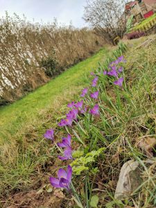 Les crocus sortent