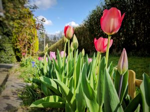 Les tulipes sont sorties !