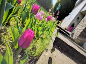 Les tulipes sont sorties !