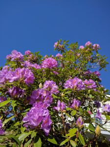 Mai 2017, le rhododendron est en fleur