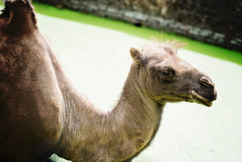 Oh un chameau ! – à GaiaZOO.