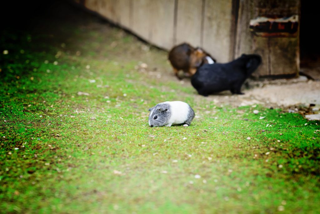 Un petit tour à l'intérieur de la petite ferme ! Les enfants aiment toujours cette proximité avec les animaux ! – à GaiaZOO.