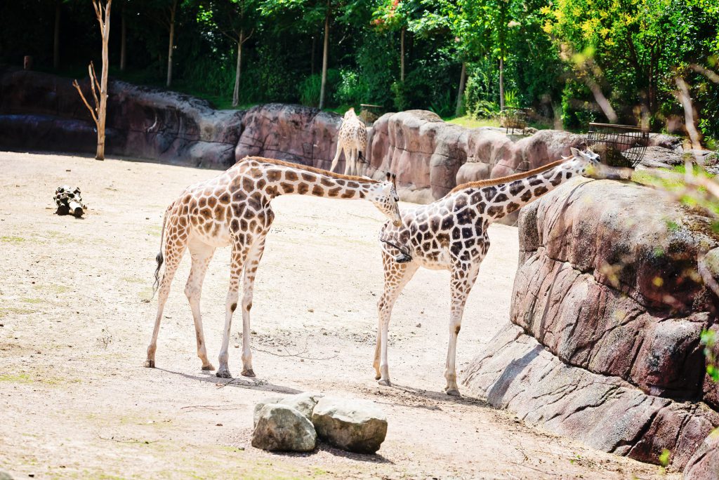 Ahaa, voici les giraffes ! – à GaiaZOO.