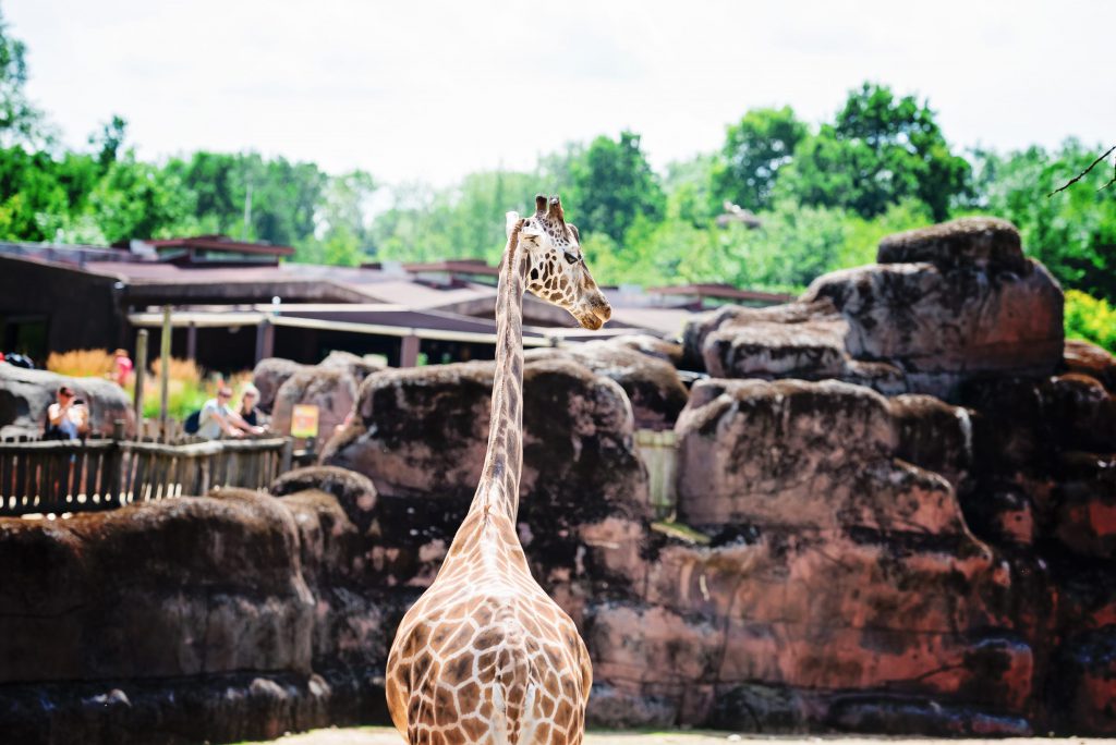 Ahaa, voici les giraffes ! – à GaiaZOO.