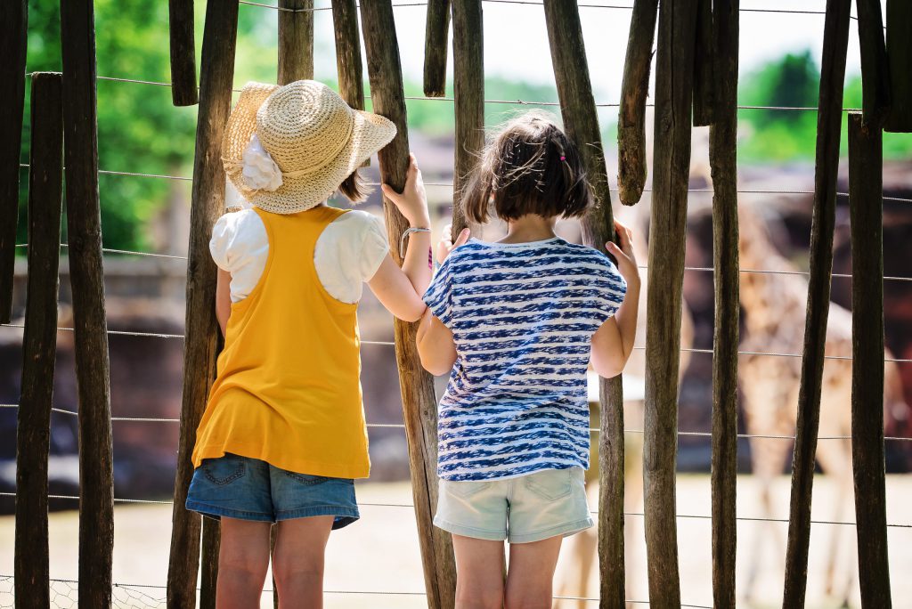 Ahaa, voici les giraffes ! – à GaiaZOO.
