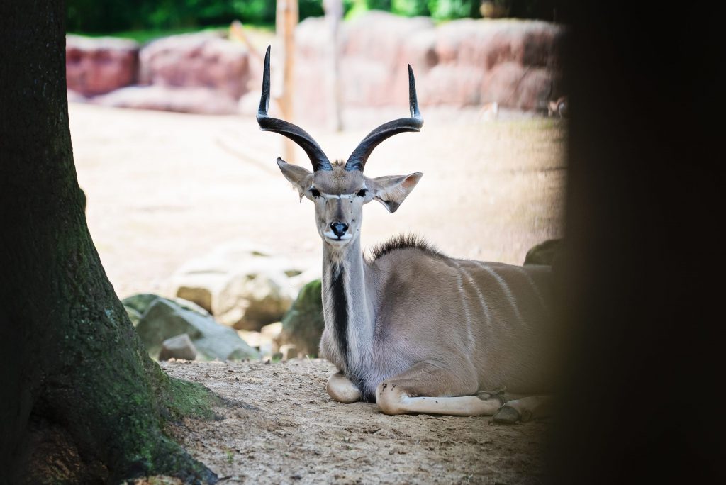 Tu veux ma photo ? – à GaiaZOO.