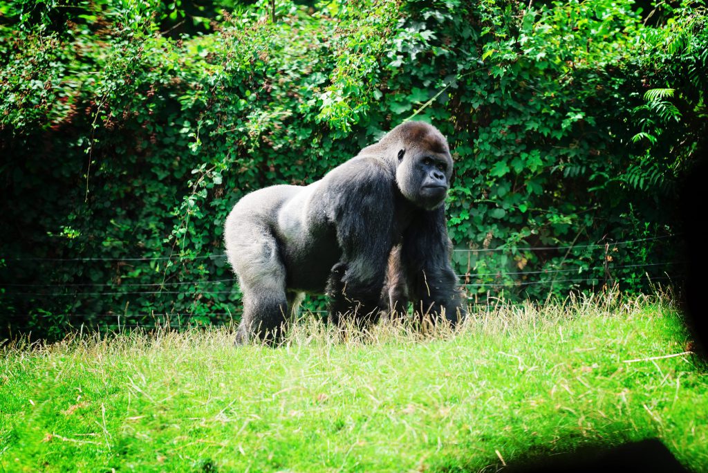 Ou un gorille... – à GaiaZOO.