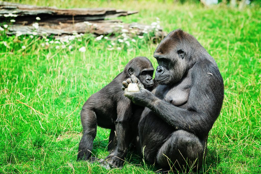 Et toute la bande de la planète des singes venues prendre son gouté ! – à GaiaZOO.