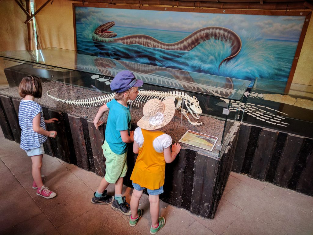 Le Dragon de Komodo, l'un des derniers descendants de Dinosaures ! – à GaiaZOO.