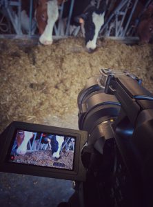 As-tu vu la vaches ? Projet en faculté vétérinaire (2016)