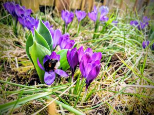 Les premières fleurs du jardin
