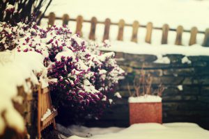 Jardin, encore sous la neige