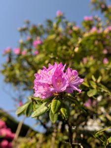 Et l'ancien Rhododendrons