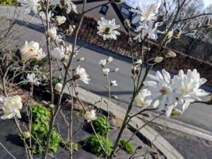Ah, le magniola est donc blanc