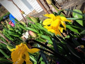Les discrètes jonquilles