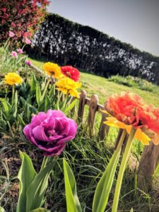 Fin avril, les Tulipes triples ont pris le relais