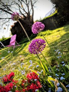Boule d'alium