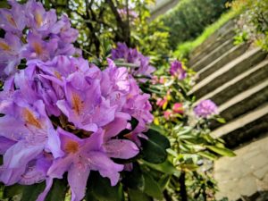 Les escaliers fleuris