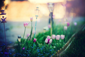 Les fleurs d'avril - Sigma Art 135mm