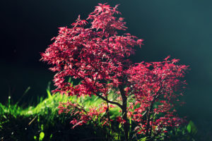 Erable japonais - Sigma Art 135mm