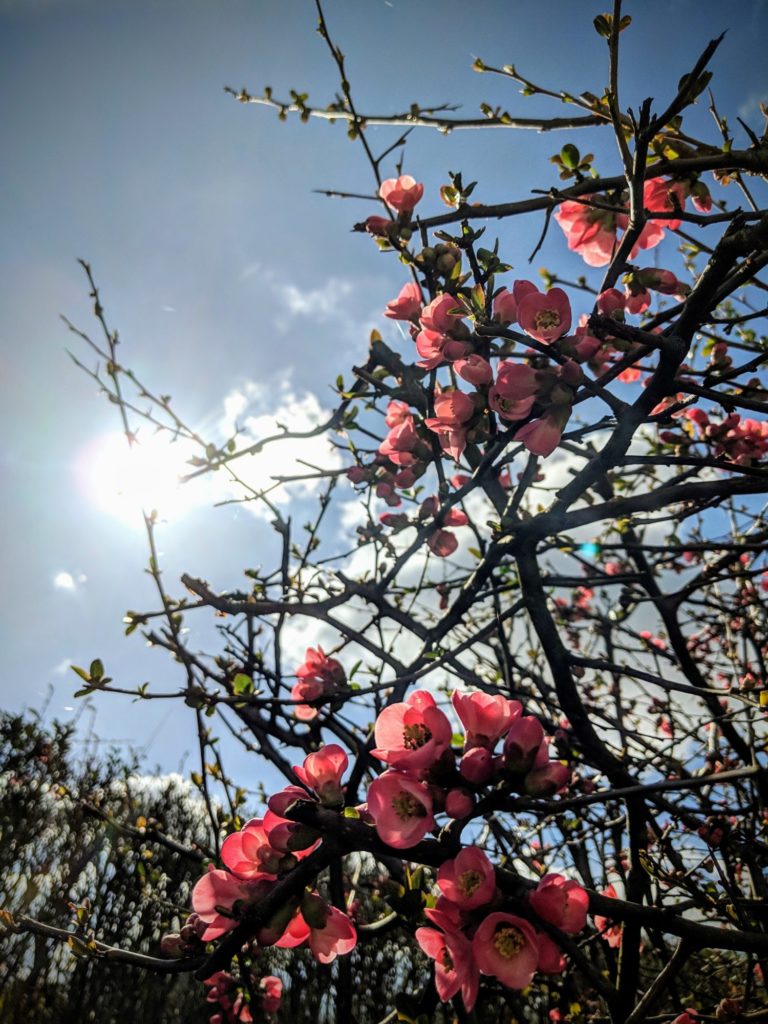 Printemps dans notre jardin