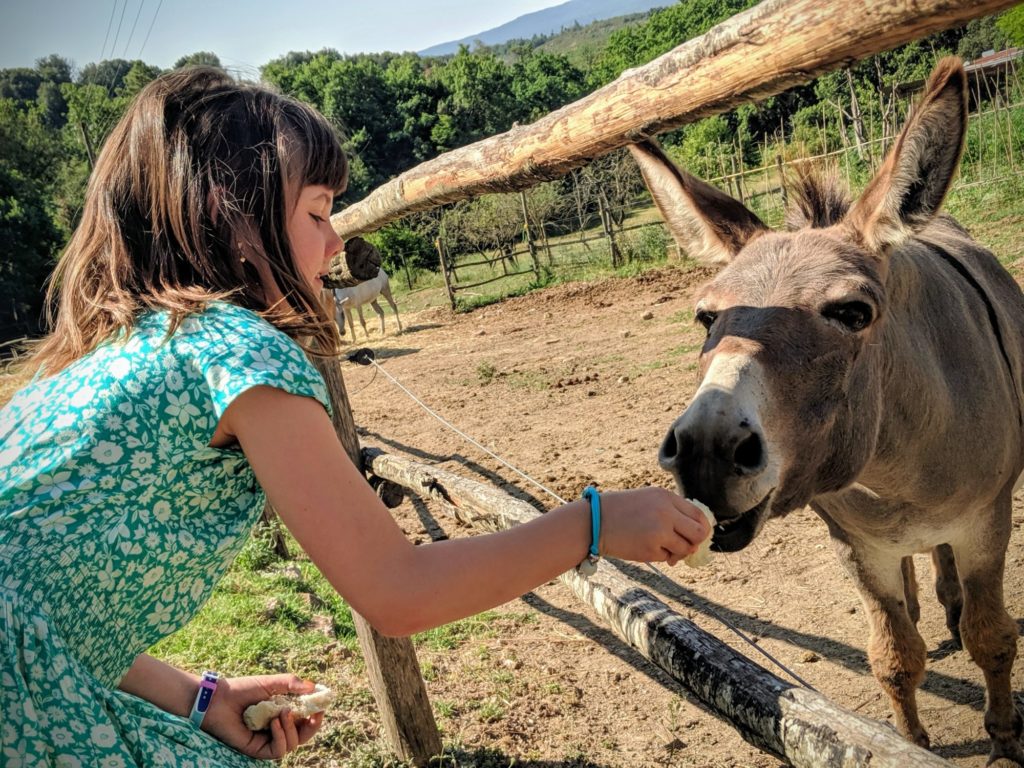 Un petit coucou aux animaux de la Casa Verniano