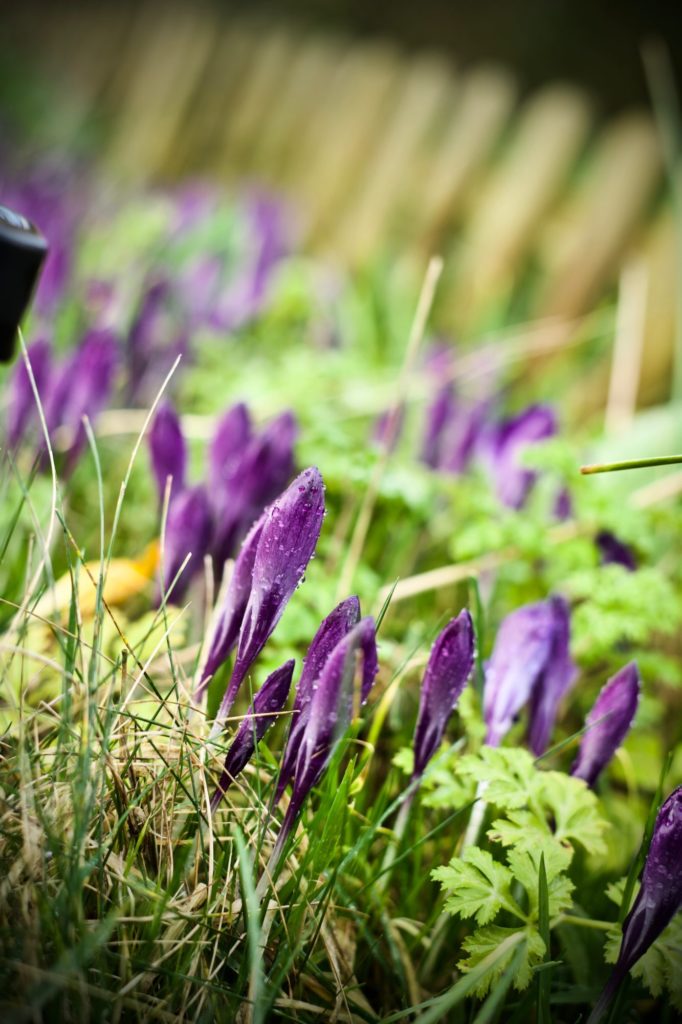En attendant le printemps