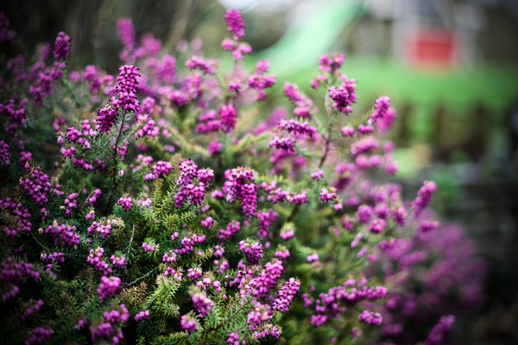 En attendant le printemps