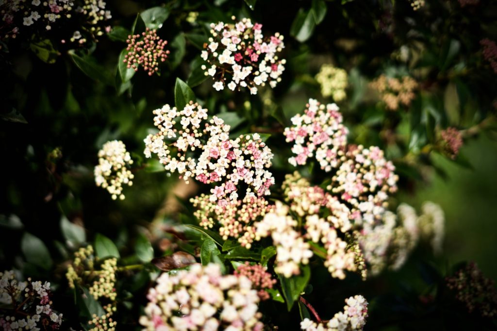 En attendant le printemps