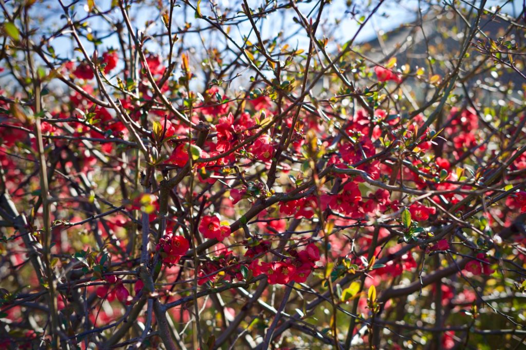 Le cognassier est en fleur