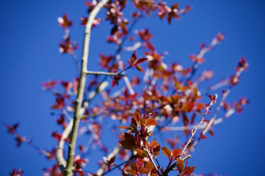 Alors, quand arriveront les fleurs du nouveau cerisier ?