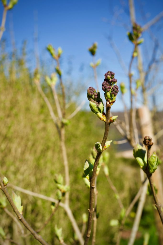 Cette année, je surveille les lilas !