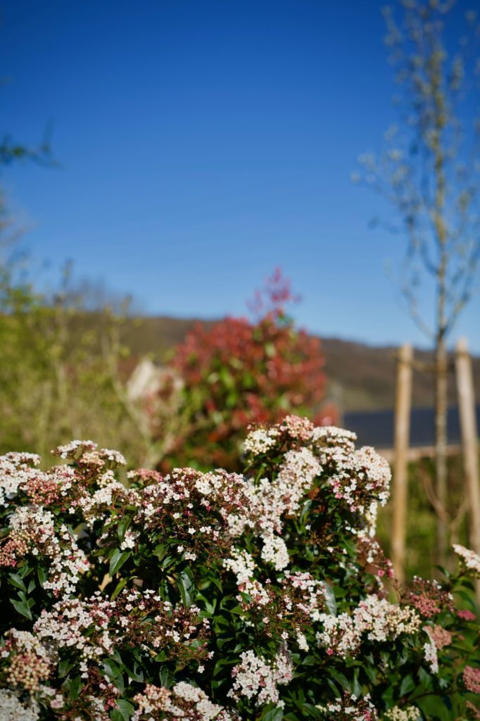 Je n'ai pas retenu sont nom, mais nous avons eu droit à de jolies petites fleurs roses et blanches tout l'hiver