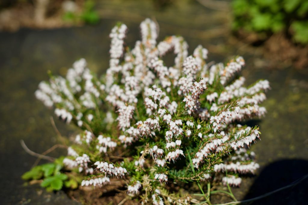Quelques bruyères sont encore en fleur