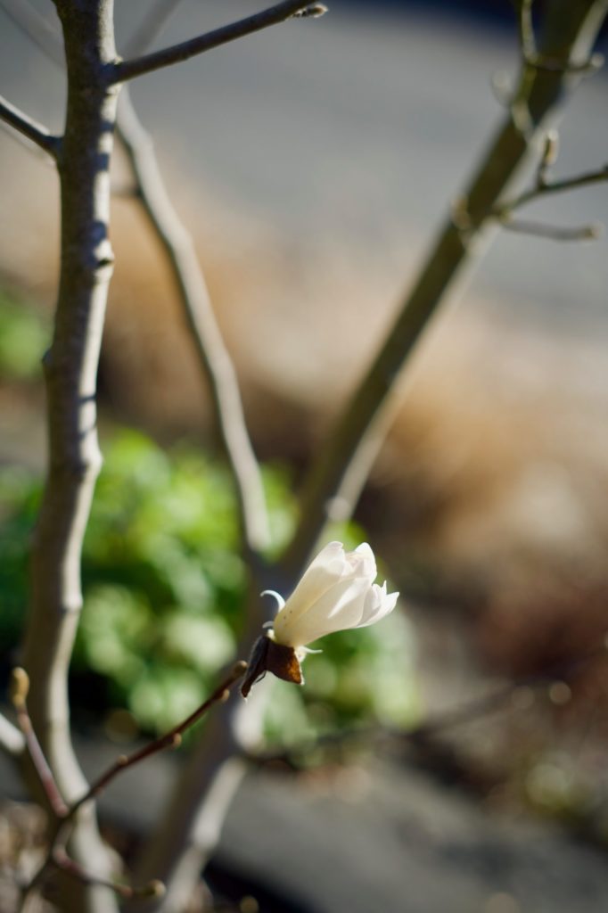 La première fleur du Magniola