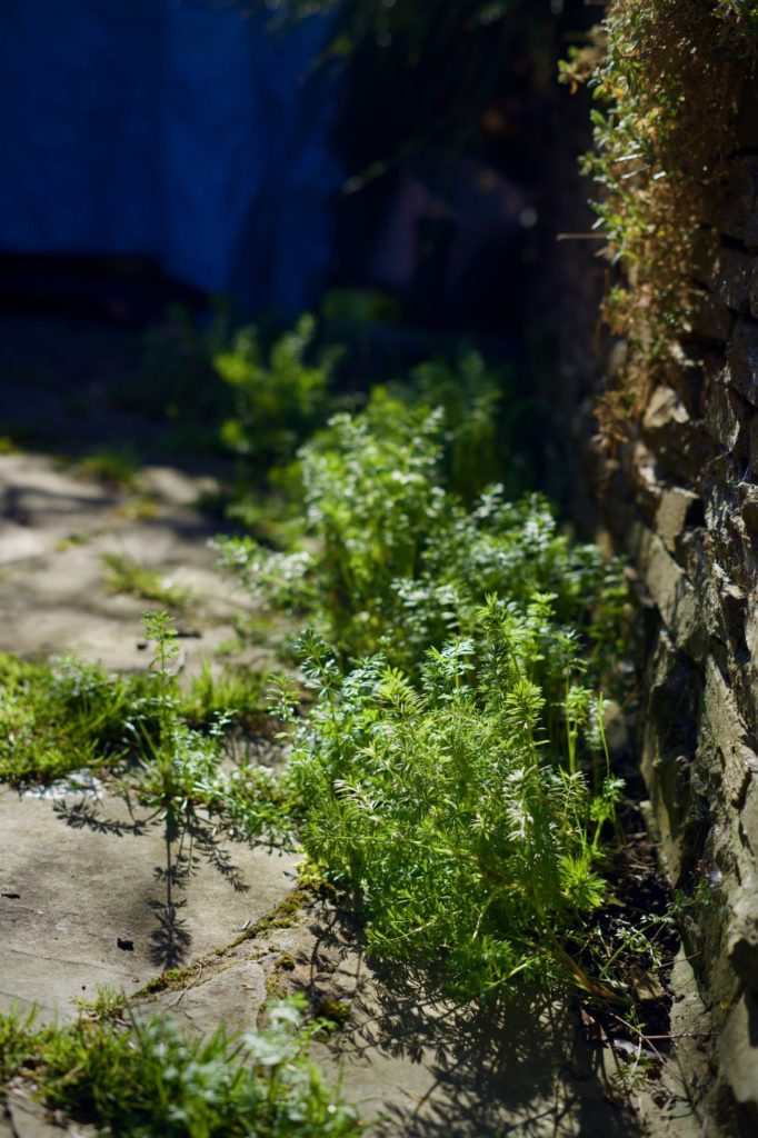 Mais qu'est-ce donc ?