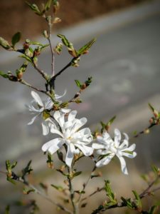 Un peu plus timide le Magnolia cette année