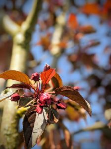 Alors, elles arrivent les premières fleurs du ceriser