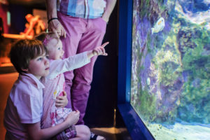 Le Seaquarium du Grau du Roi, 2017